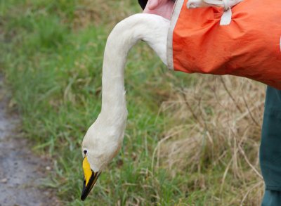 Whooper Swan