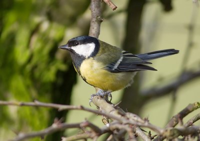 Great Tit