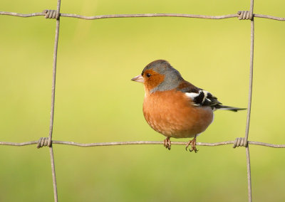 Chaffinch