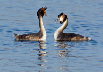 Great Crested Grebe