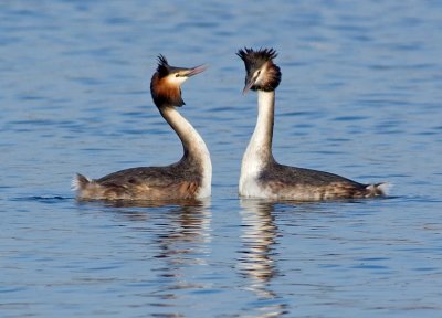 Great Crested Grebe