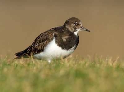 Turnstone