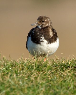 Turnstone