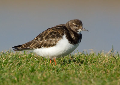 Turnstone