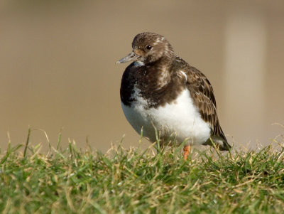 Turnstone