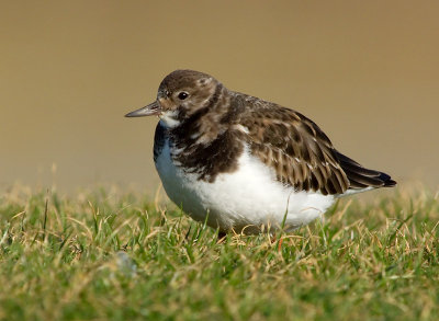 Turnstone