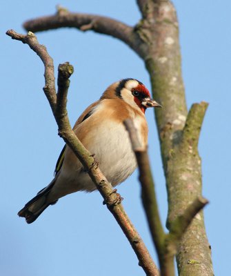 Goldfinch