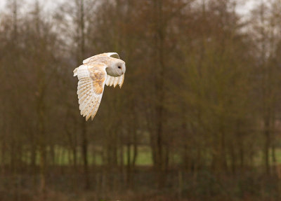 Barn Owl