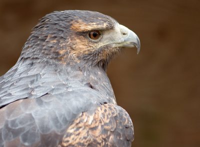Chilean Eagle
