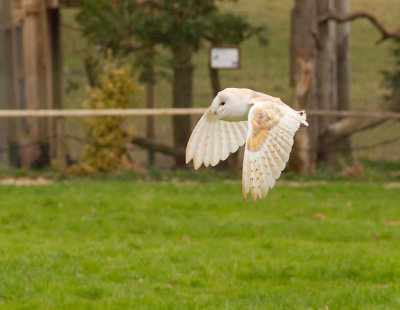 Barn Owl