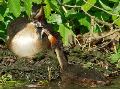 Great Crested Grebe with young