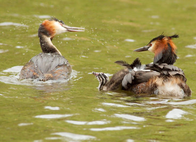 Great Crested Grebe with young