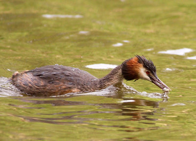 Great Crested Grebe