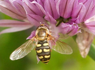 Hoverfly - Eupeodes luniger