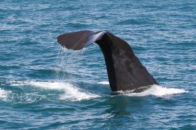 Whale Watch Kaikoura