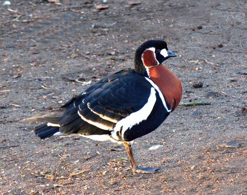 Red-necked Goose- Branta ruficollis - Rdhalsad Gs.jpg
