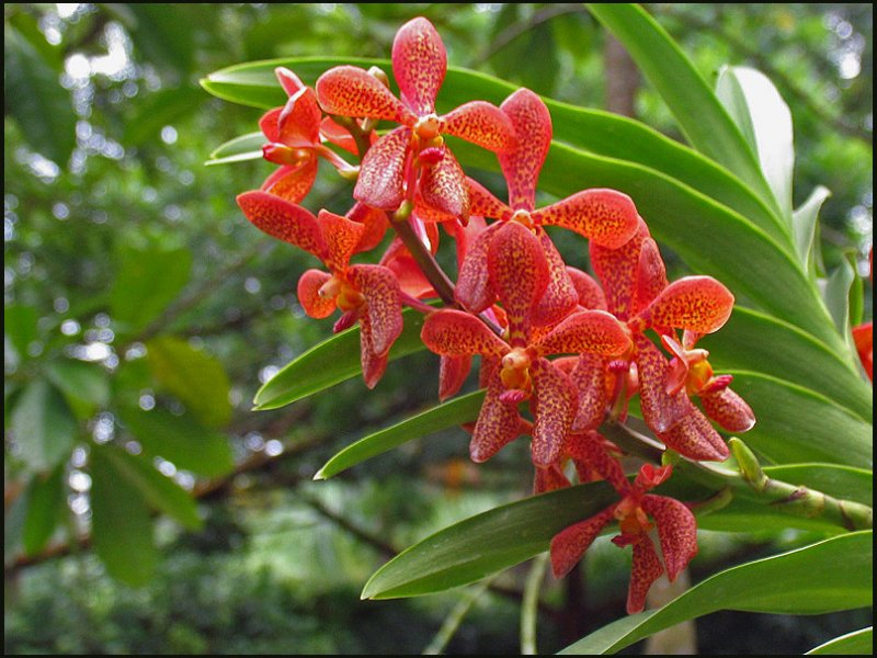 Orchid 5.jpg
