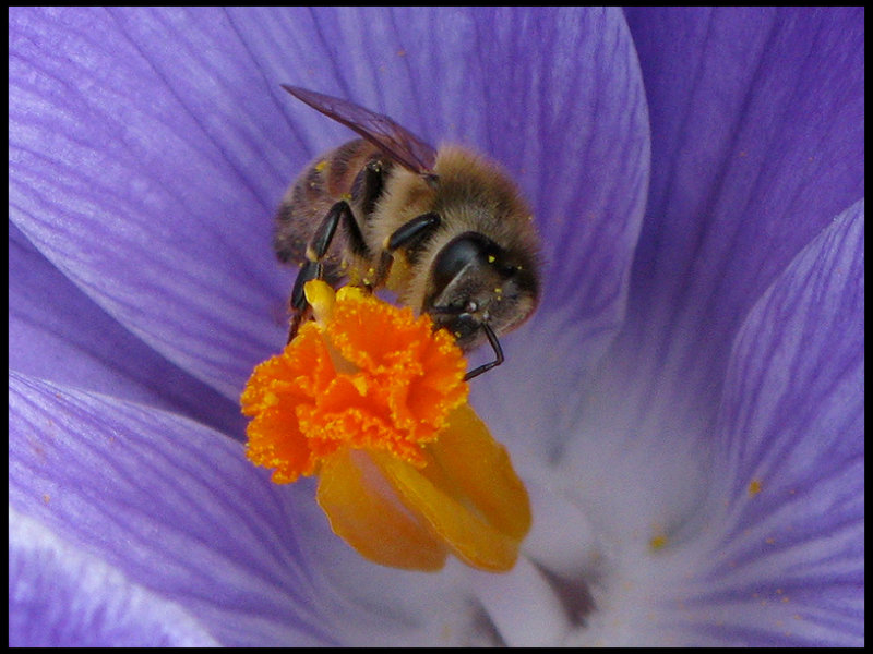 First Honey Bee 2009.jpg