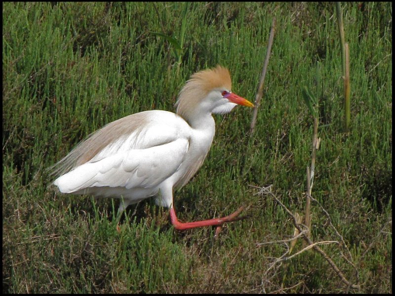 Cattle Egret - Kohger.jpg