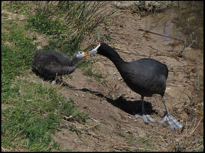 Crested Coot  or Red-knobbed Coot -  Kamsothna.jpg