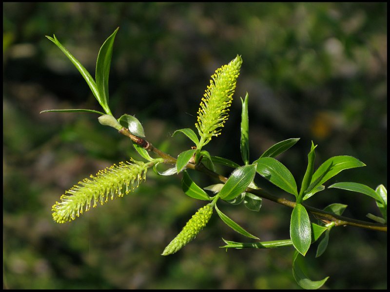 Vitpil - Salix alba.jpeg