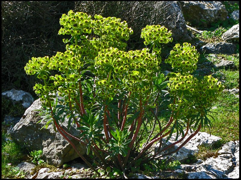 Euphorbia characias -Daggtrel jpg