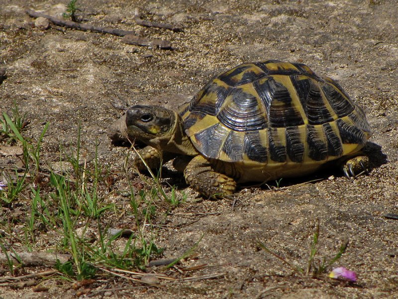 Hermann's Tortoise - Testudo hermanni.jpg