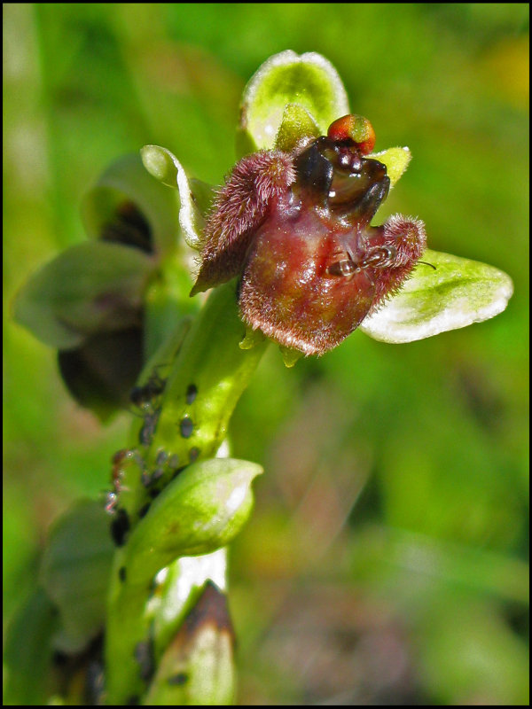 Bumble Bee Orchid - Ophrys bombyliflora - Humleofrys.jpg