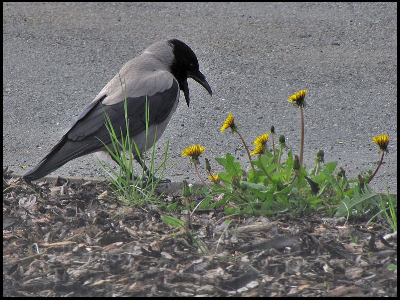 Hooded Crow - Krka.jpg