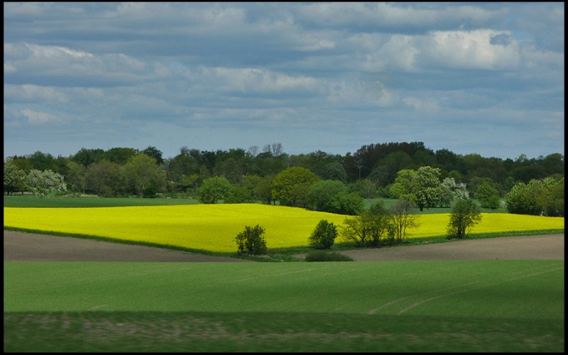 Oilseed-rapefield.jpg