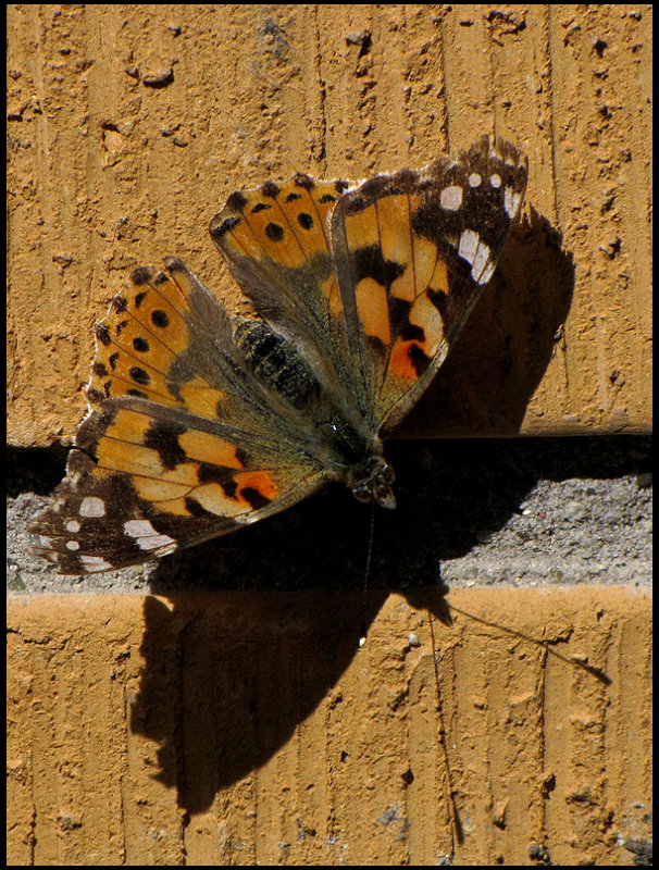 Painted Lady.jpg