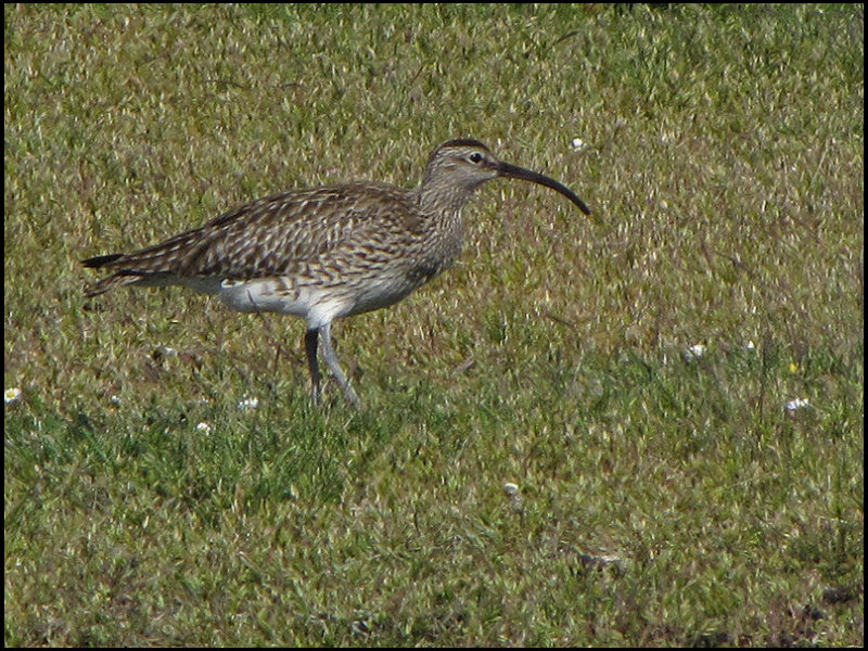 Whimbrel - Numenius phaeopus - Smspov jpg