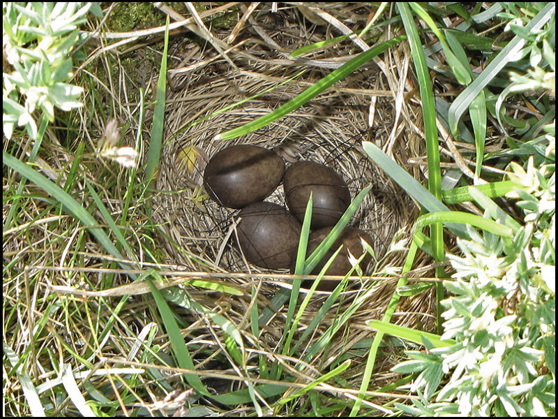 Nest of Meadow Pipit.jpg