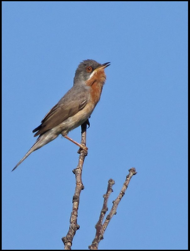 Subalpine Warbler -  Rdstrupig sngare jpg