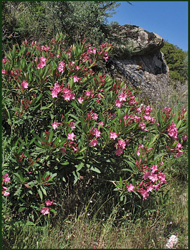Nerium oleander.jpg
