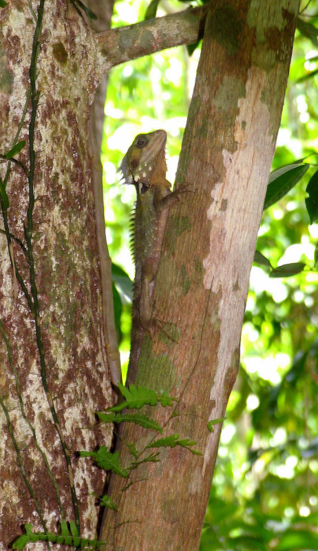 Boyd's Forest Dragon- Lophosaurus boydii.jpeg