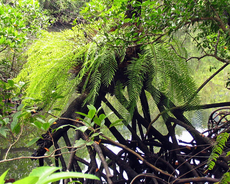Fern in Mangrove.jpg
