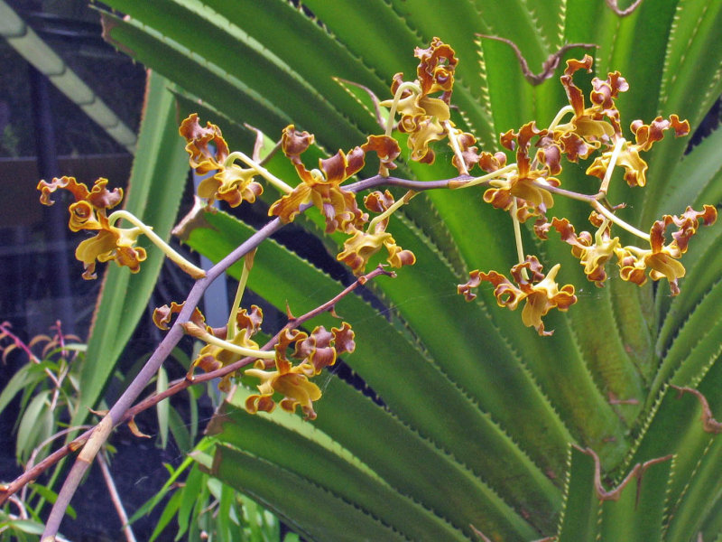 Golden Orchid - Dendrobium discolor.jpg