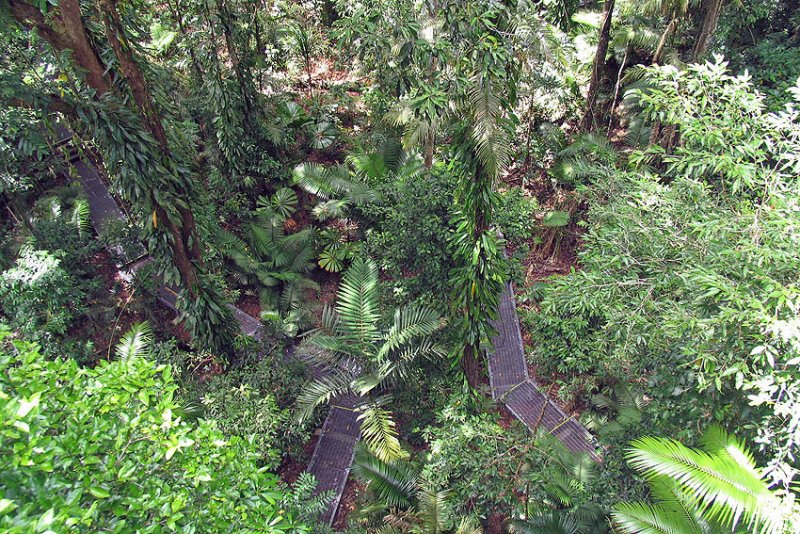 Daintree National Park - View from canopy tower.jpg