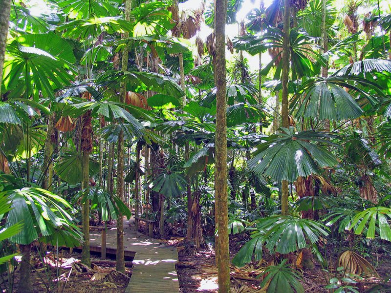 Fan Palm forest.jpg