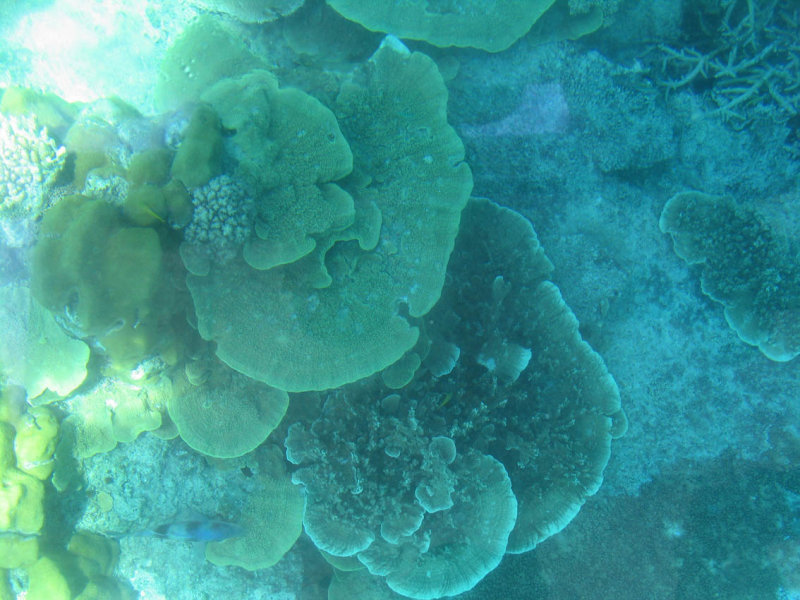 Plate Corals.jpg