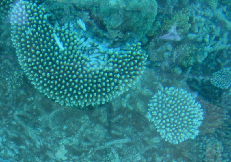 Finger Corals.jpg