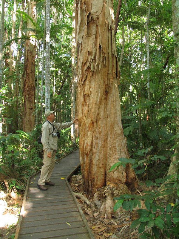 Paperbark Tree.jpg