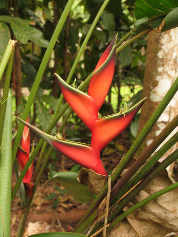 Papegojblomma - Strelitzia reginae.jpg