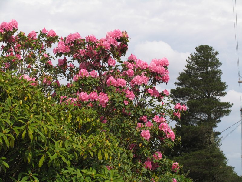 Rhododendron 2.jpg