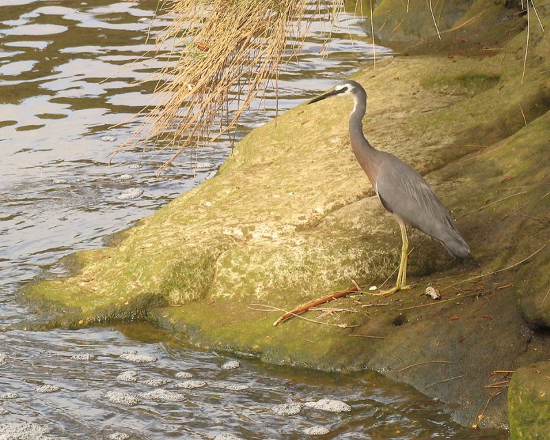 White-fronted Heron - Vithuvad Hger.jpg