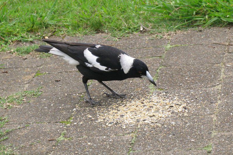 Australian Magpie.jpg