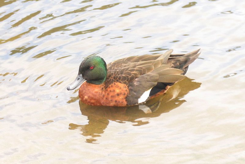 Chestnut Teal.jpg