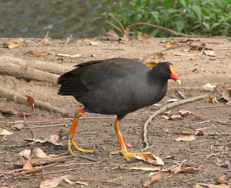 Dusky Morrhen 3.jpg
