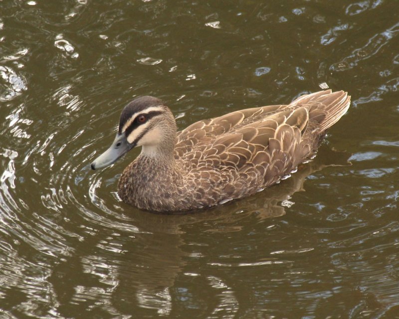 Pacific Black Duck 2.jpg